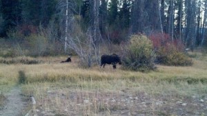 Moose.Bike.Ride.2012